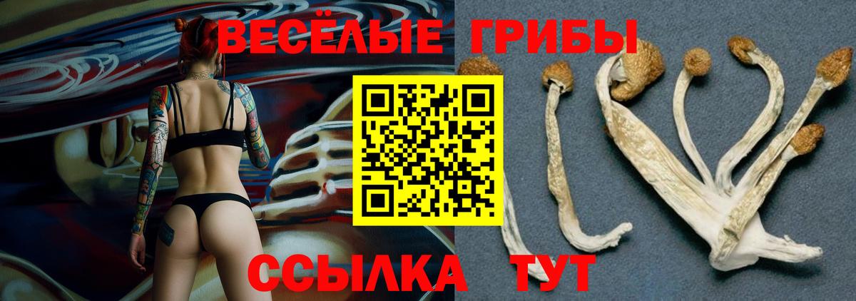 Галлюциногенные грибы Cubensis  цены наркотик  Кингисепп  Вход с VPN 